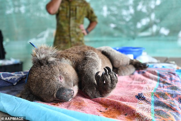 求關注澳洲山火！藝術家在沙灘畫出「巨大無尾熊」　近10億動物已消失