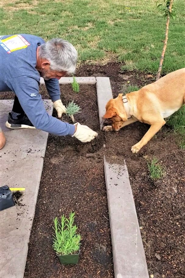 合作無間！主人種花「手一指」狗狗幫挖土　網笑：最萌挖土機！