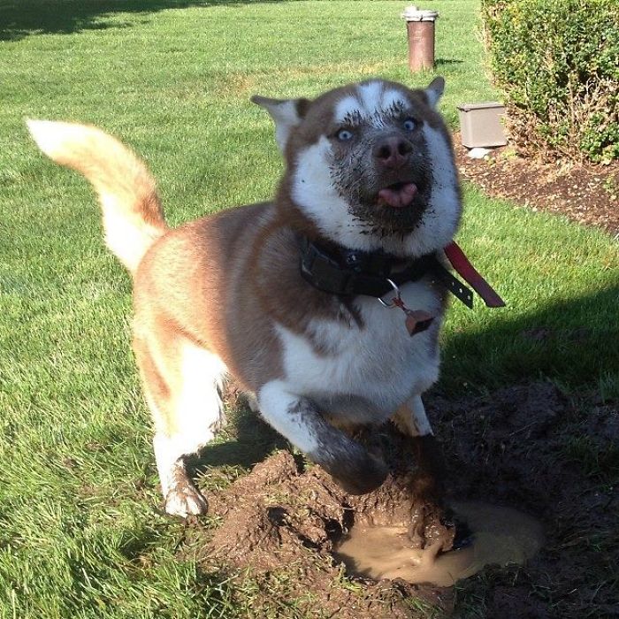 20張證明「絕對不能讓狗狗玩泥巴」的爆笑照片，第三隻狗狗的表情害大家都笑癱了！