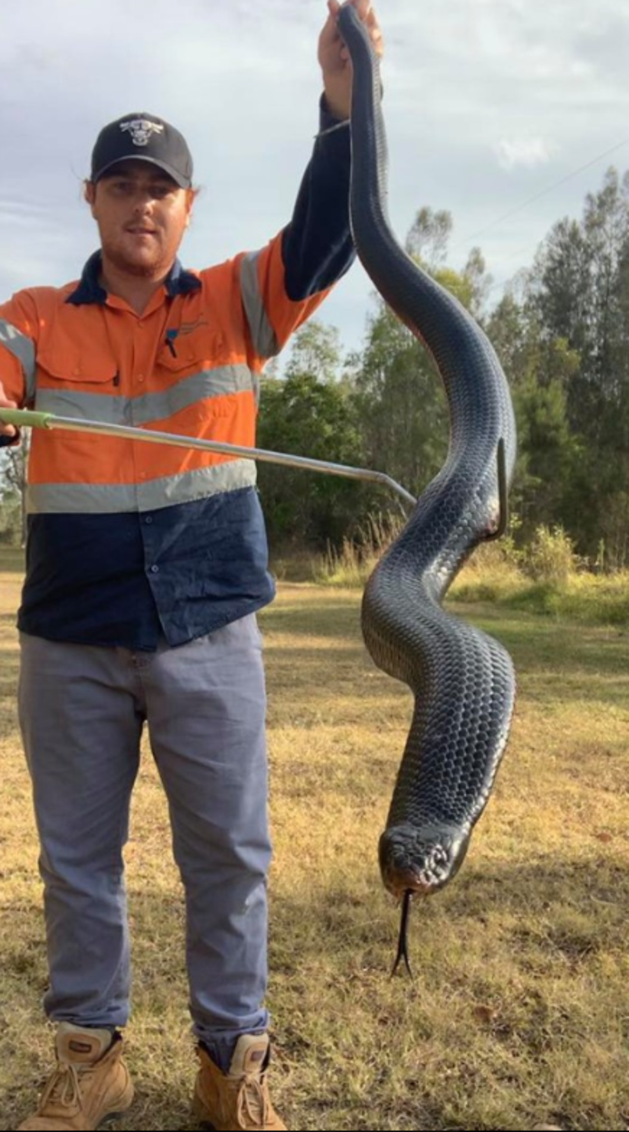 澳洲日常！後院出現240cm「超巨大蟒蛇」　男主人抬頭驚嚇：比樹還粗！