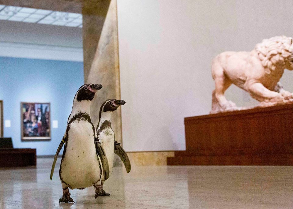 校外教學囉～　動物園沒遊客…企鵝帶隊「參觀博物館」：快假裝自己看得懂
