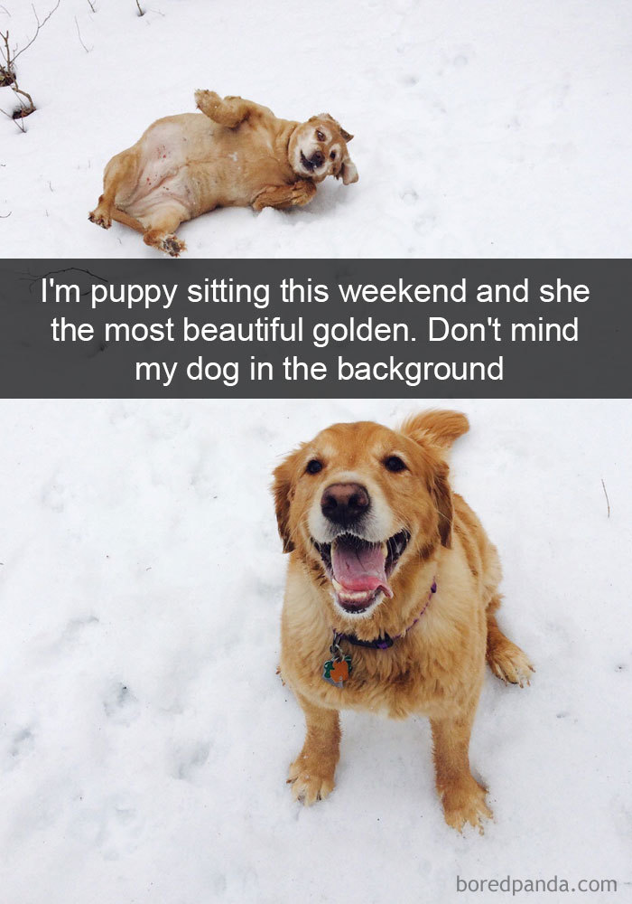 30張「看完會很想領養一隻狗狗跟牠生活」的狗狗爆笑日常照片！