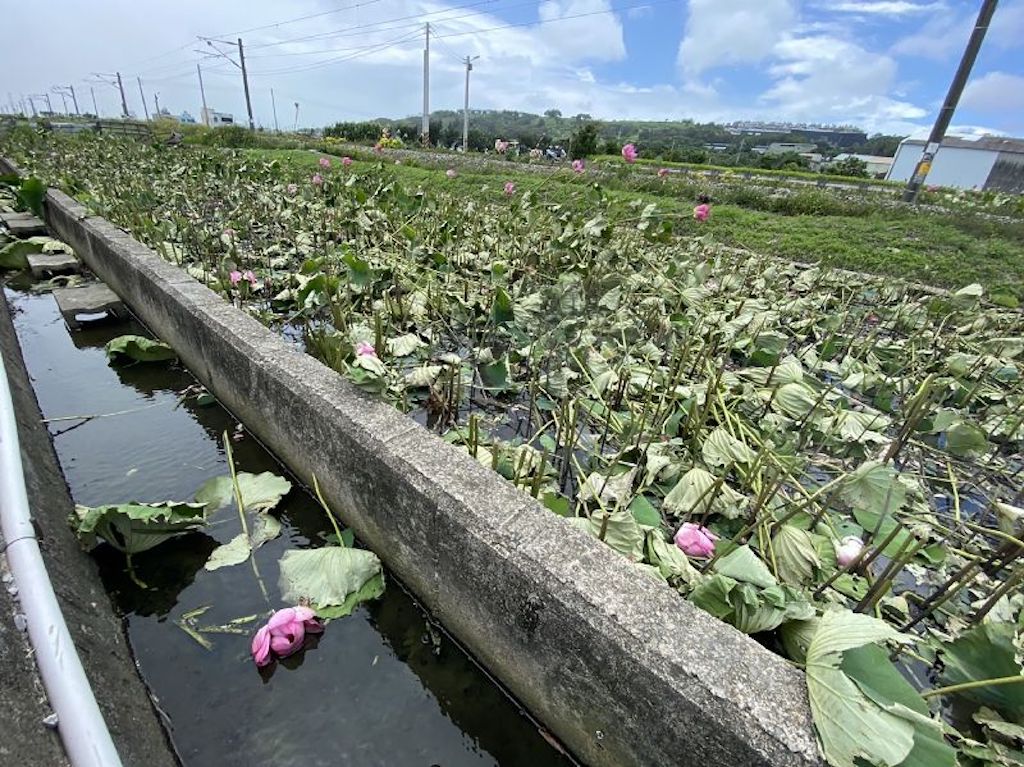 網紅景點沒了！通霄「鐵道荷花田」爆收費爭議　田主心累全砍光光