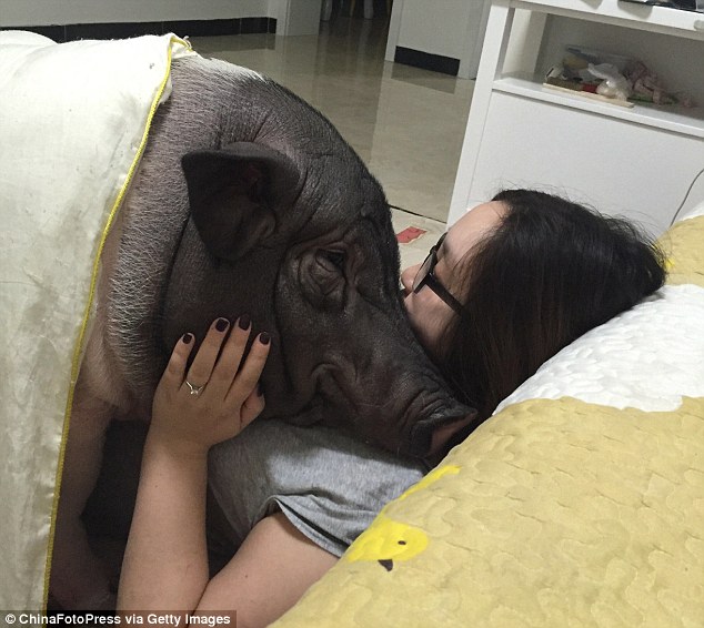 這個女生養了一隻大胖豬「每天都和牠睡在一起」，奇特的生活照連國際媒體也好奇報導了！