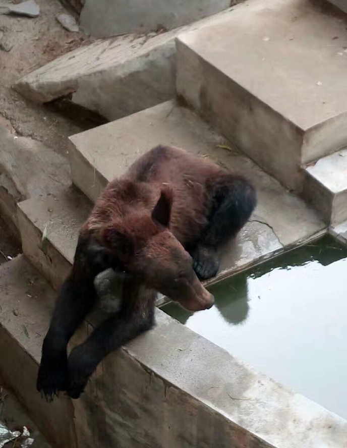 中國動物園把一隻大棕熊養到變成皮包骨的大狗，遭到質疑後園方竟然還敢說「很正常啊」！