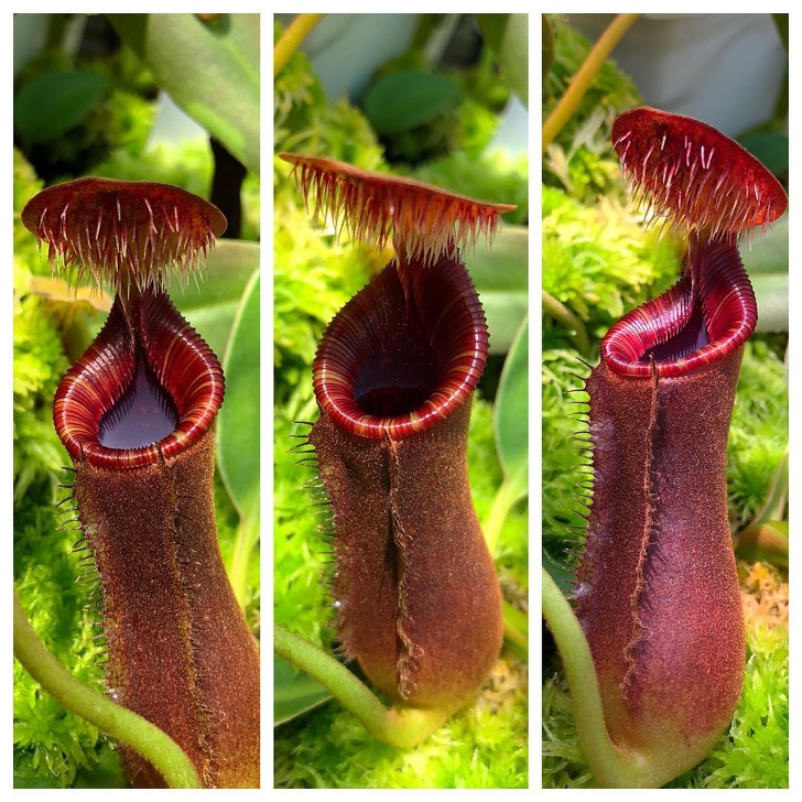親眼看會被嚇到往後退　8種「擁有超能力」的驚奇植物