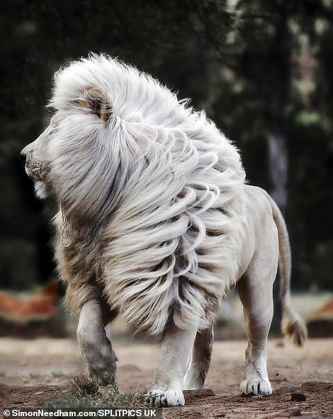 這髮量好羨慕！絕美白獅展示「飄逸鬃毛」　自帶髮型每一步都像神獸