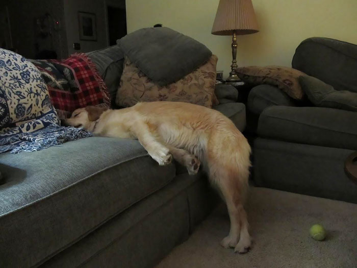 才爬下床就睡著了～　24隻毫無防備「睡成一種藝術」的超妙狗狗