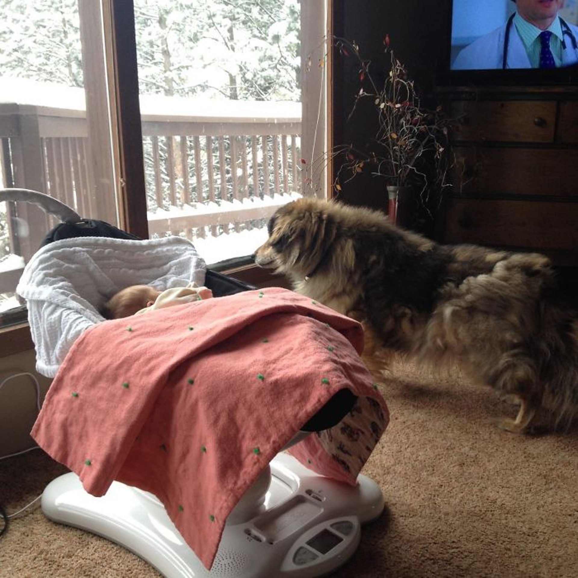 為了看新生北鼻…18歲癱瘓老汪「竟重新站起」！　36張療癒照片證明「狗狗的愛超偉大」