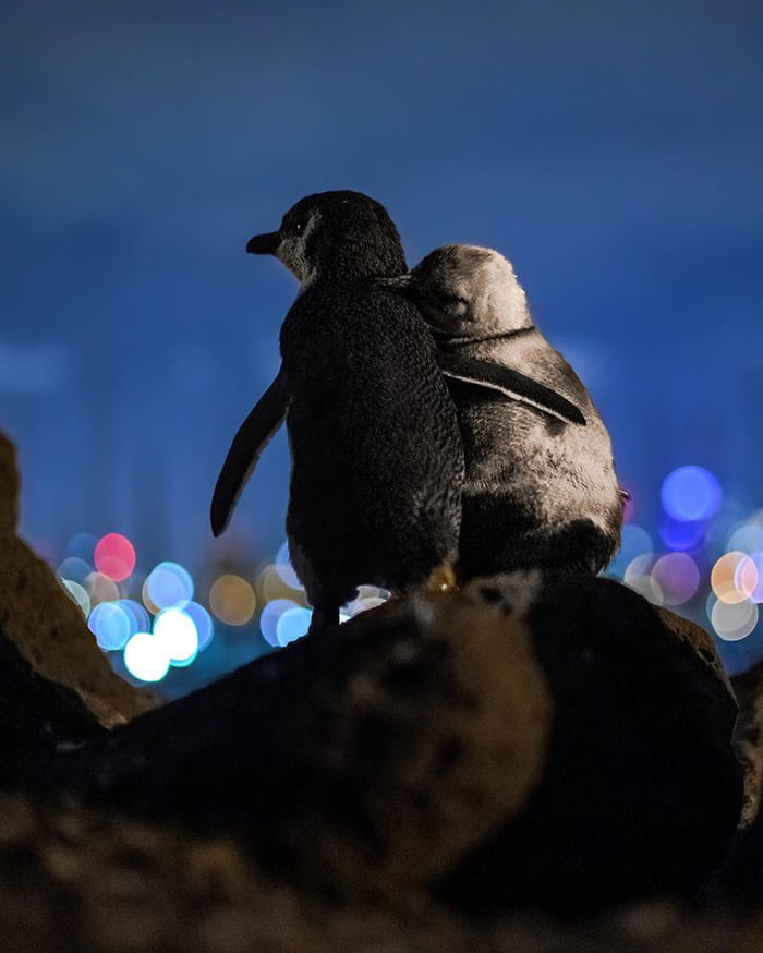 我們都失去了另一半…　兩隻喪偶企鵝見面「相偎看夜景」　畫面超唯美：成為彼此的慰藉