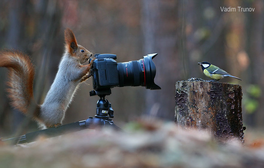 松鼠也會幫彼此拍美照～　攝影師捕捉「史上最可愛松鼠」重新愛上這種生物❤