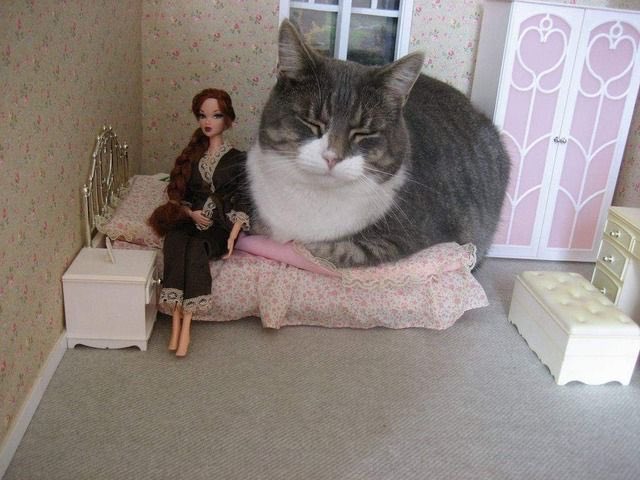 巨貓硬要「霸佔小床」睡超香　主人好無奈：那不是給你住的啦！