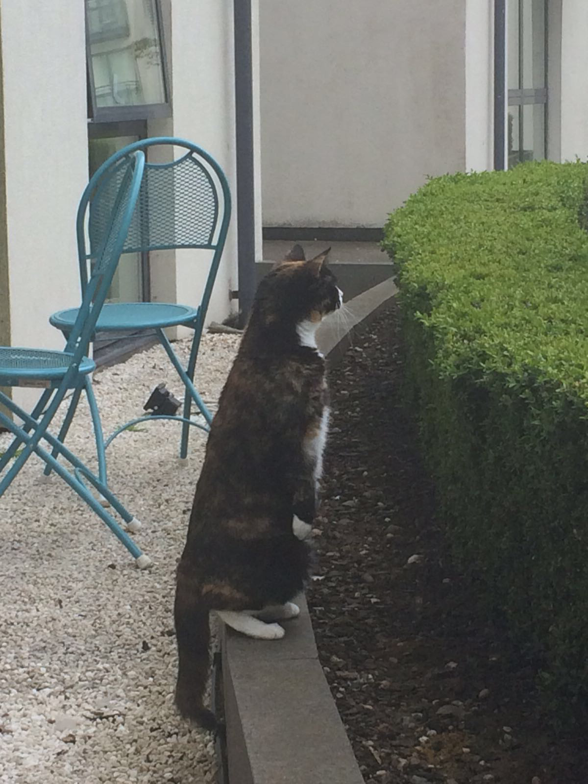 萌貓主動坐在門口　每天「乖等朋友」超有禮貌：請問牠能出來玩嗎？