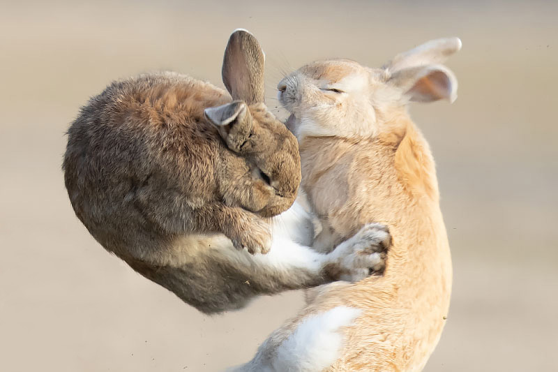 啊達達達！攝影師神準捕捉「兔兔飛踢」　下秒「高手過招」網看呆：是功夫兔！