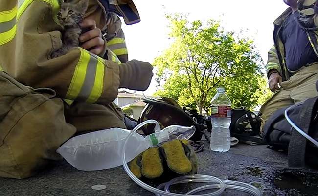 消防員火災現場救出昏迷小貓　聽到牠醒來後稚嫩的叫聲終於安心