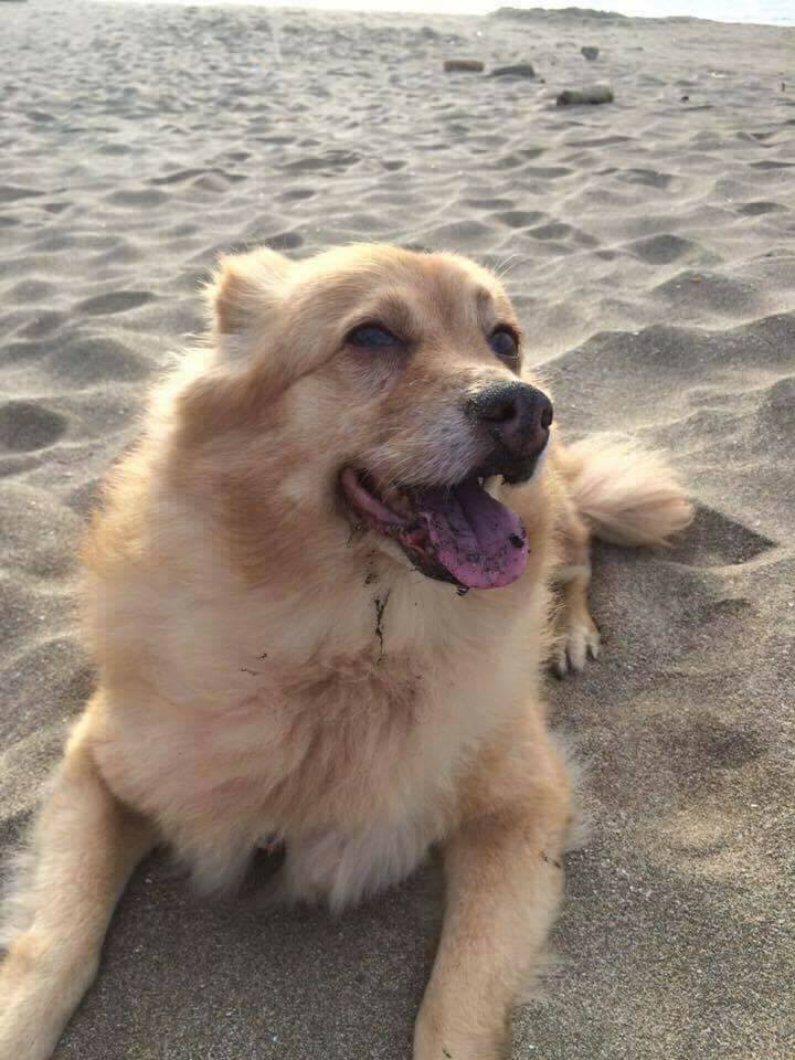 愛犬生命剩最後2個月　媽帶牠重返「15年前相遇海灘」：你是我永遠的天使