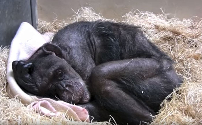 59歲黑猩猩在臨終前不吃不喝　直到聽到「老朋友的聲音」表情瞬間變了