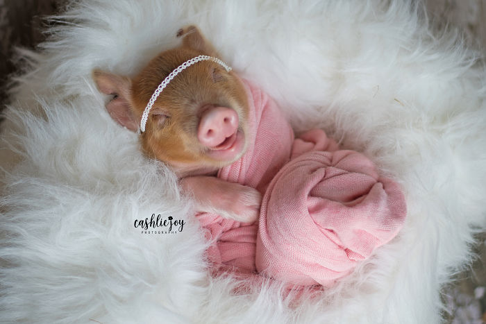 根本是人類小嬰兒！攝影師拍攝「新生小豬寶寶」　渾身粉嫩嫩：睡著還會微笑❤️　