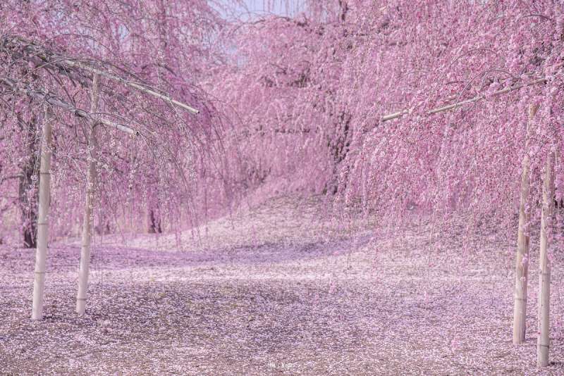先別管櫻花了…　日本攝影師用照片證明「梅花也超美」　一片盛開的粉紅療癒慘