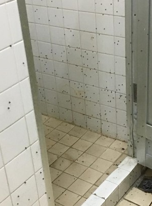 廁所一定看過這種黑色小飛蟲…　專家建議：千萬別赤手打牠！