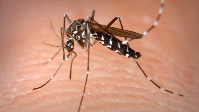 世界沒有牠多好！美國批准釋放「基因工程蚊子」　取代殺蟲劑阻止蚊子繁殖