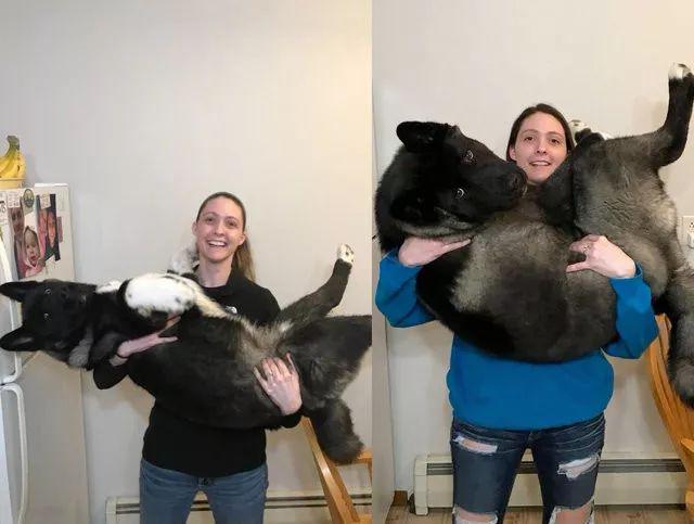 小秋田3個月大就長18kg肉肉！　6個月時「直接進化」網傻眼：這是養到熊吧？