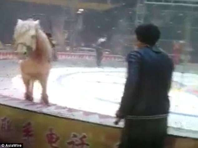 絕對慎入！　中國馬戲團「獅子騎馬」出意外　變成「獅虎啃撕馬」觀眾嚇傻