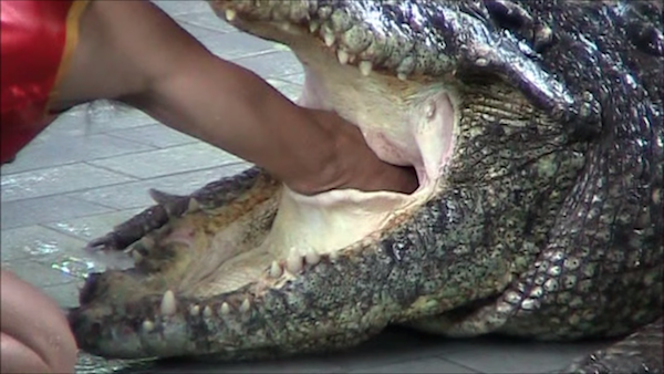 男子把手伸到鱷魚嘴裡　「突然插進喉嚨」把觀眾都嚇傻了