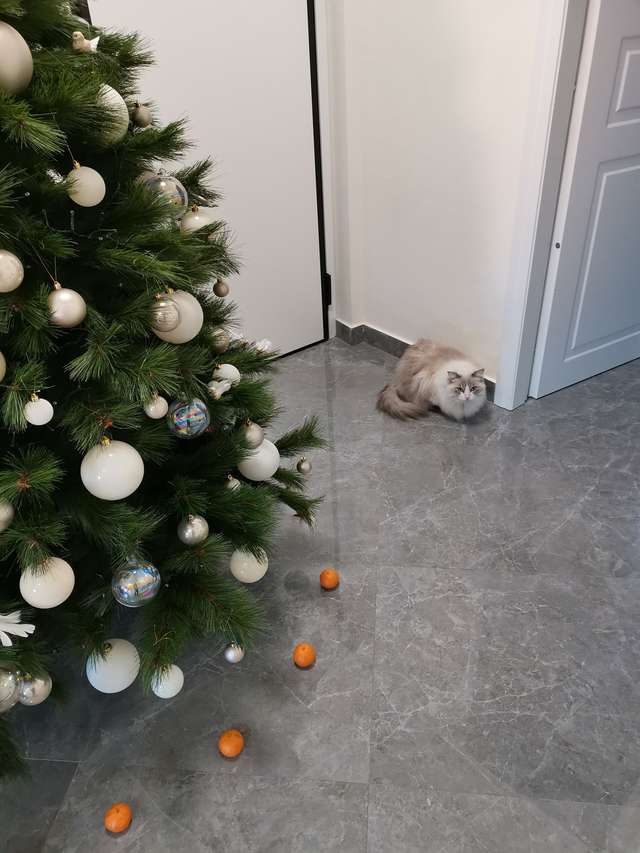 不准靠近聖誕樹！　媽為調皮貓設「橘子結界」牠看到大臭臉