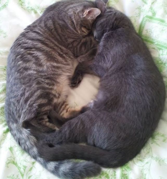 失眠就看牠們！20隻「睡相很奇葩」的愛睏動物　貓貓「必須抱主人手」可愛翻♡