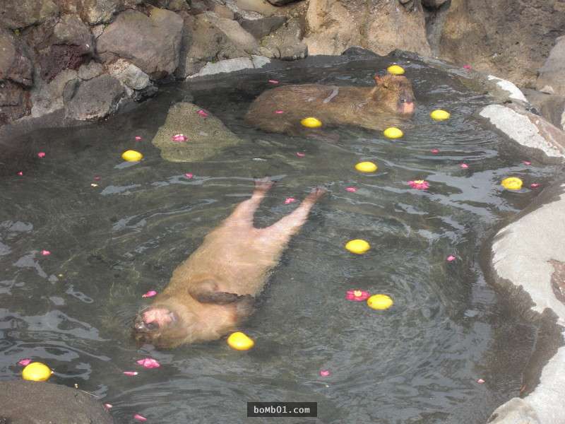原以為冬天限定的「水豚溫泉」只是個名稱，結果現場還真的有萌萌的水豚在泡溫泉耶！