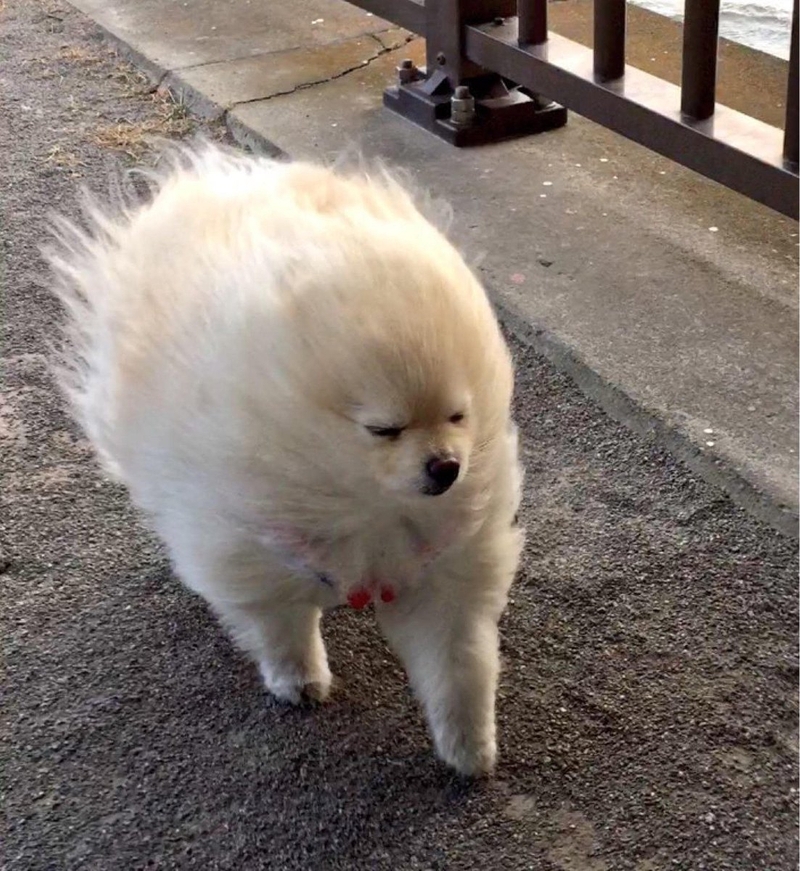逆風梳毛！日本經典「被強風吹的狗狗」扭蛋確定開賣　博美犬「懷疑狗生」太逗趣