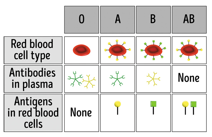 天生註定與人不同！　8個O型血必備知識　與O型最速配的血型是？