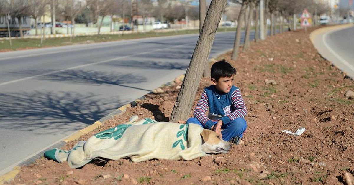 暖哭！敘利亞男童看到「浪浪被車撞傷」，立刻拿出僅有的毯子溫柔陪伴…副市長決定這樣感謝他！