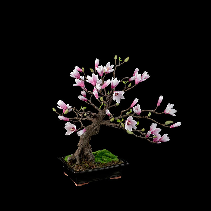 19座「可以列為國寶」的世界最美盆栽　擺一盆在室內立刻散發「超強氣場」