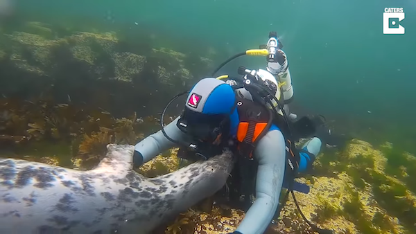潛水時遇到「黏人女友型海豹」　牠伸小手猛撒嬌：人家要抱抱～