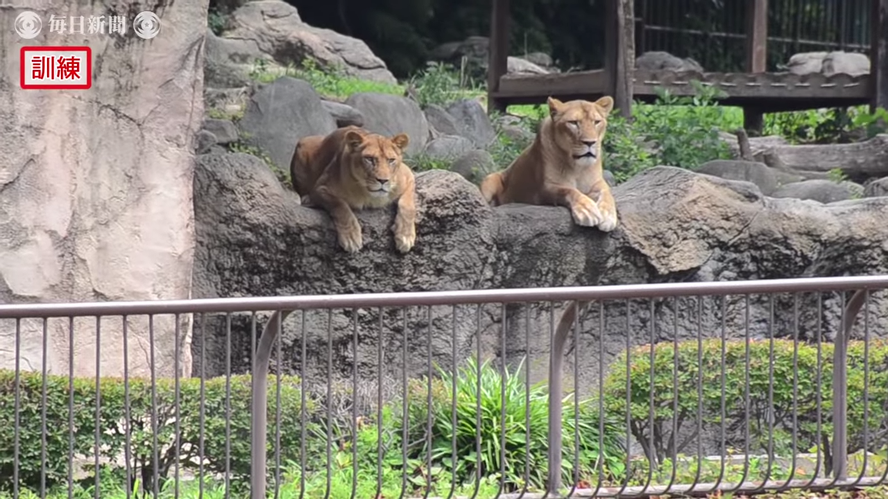 真工讀生！動物園「超ㄎㄧㄤ演習」　布偶獅子下一秒被抬走超好笑