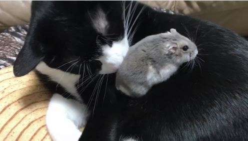 傻眼貓咪…　賓士貓一睜開眼驚見老鼠在身上　神反應讓網友噴笑：想著要不要吃？