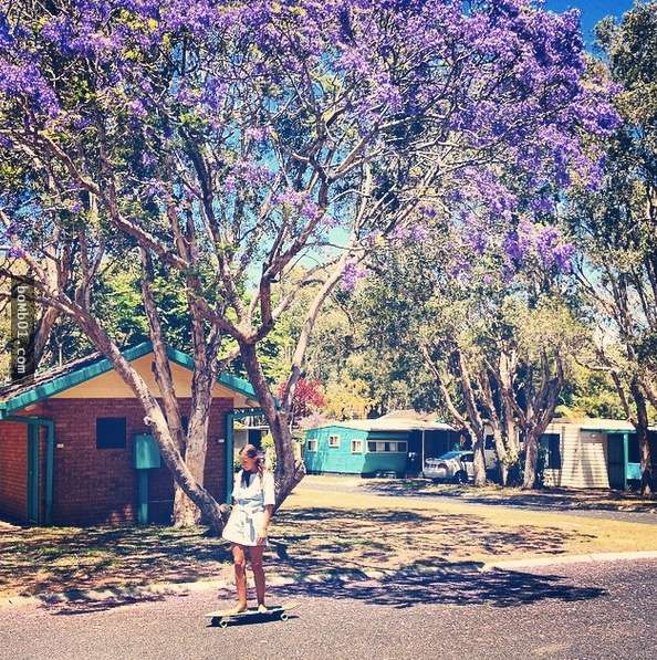 為什麼人們都說藍花楹是世界上最美麗的樹？看看澳洲讓人窒息的美你就會明白了。