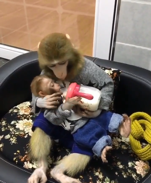 猴媽媽抱著寶寶溫柔餵奶　扶著頭細心呵護的畫面暖翻大家的心