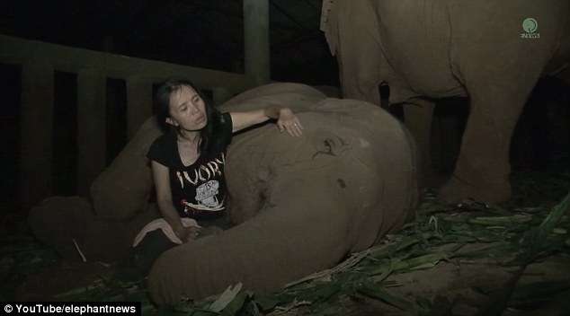 受傷大象要聽她唱催眠曲才可以入睡　網淚：好美的畫面