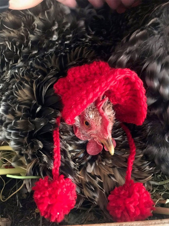 不讓雞覺得冷！農場主人特製毛衣　潮流雞散步變「時尚伸展台」