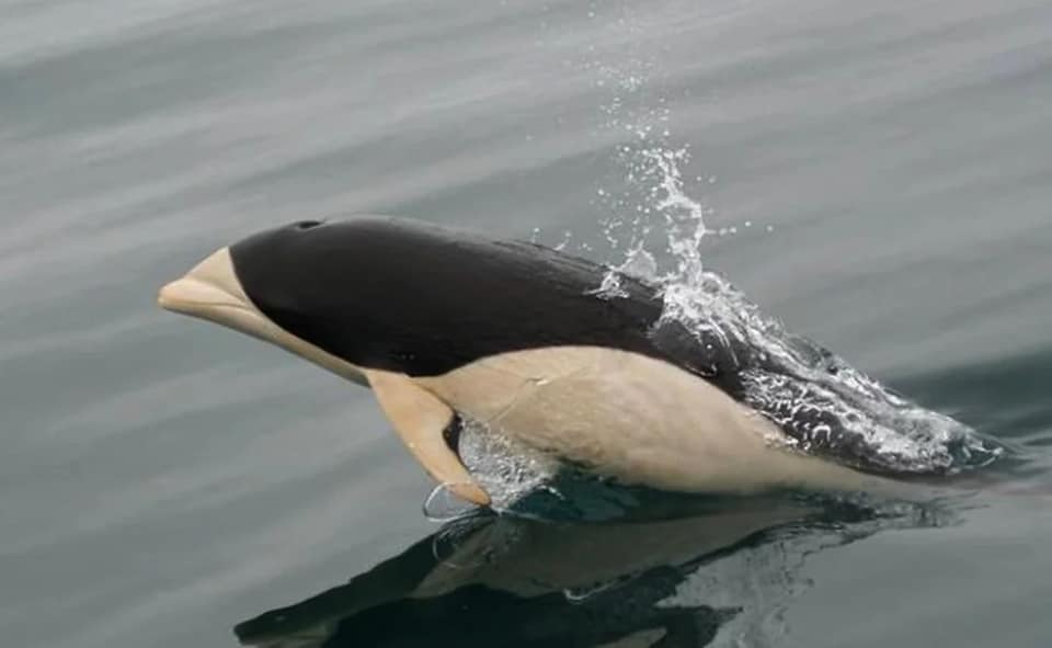 人類史首見！　罕見拍下「黑白海豚」神秘身影　「沒有背鰭」差點認不出