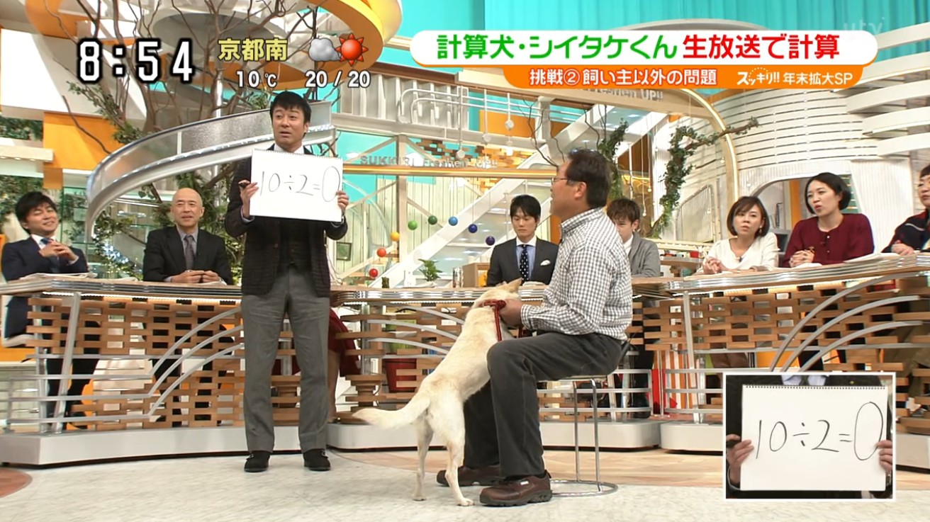 日本神犬會「計數+看時鐘」　上節目秀特技得意：加減乘除也難不倒～