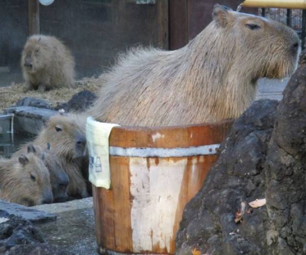 水豚也迎來溫泉祭　網抓包旁邊那隻「硬塞木桶」大笑：會擠到變形啦！
