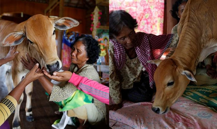 74歲老婦人和小牛結婚聽起來超扯，但兒子在牛身上感受到的「靈魂」讓他也讚同媽媽！