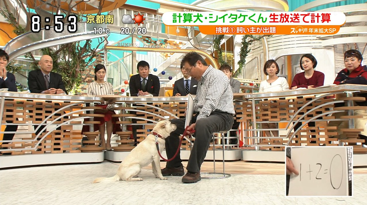 日本神犬會「計數+看時鐘」　上節目秀特技得意：加減乘除也難不倒～