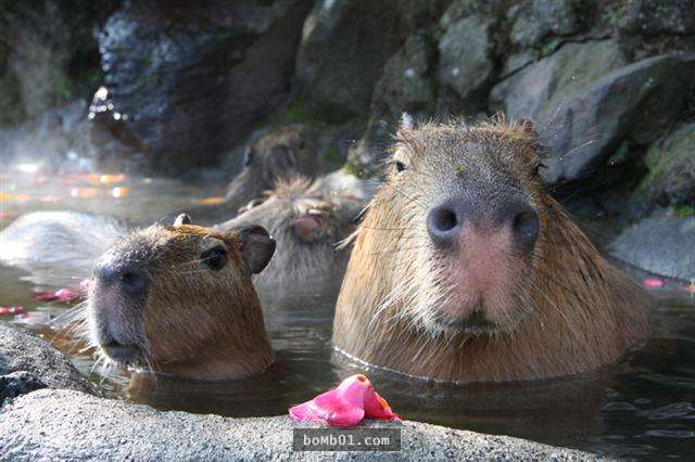 原以為冬天限定的「水豚溫泉」只是個名稱，結果現場還真的有萌萌的水豚在泡溫泉耶！