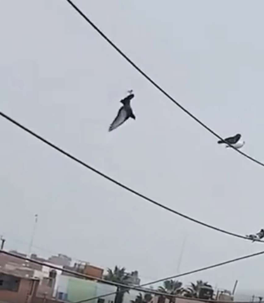 鴿子受困高壓電線上怎辦？　警方出動「帶刀無人機」救援：很平安