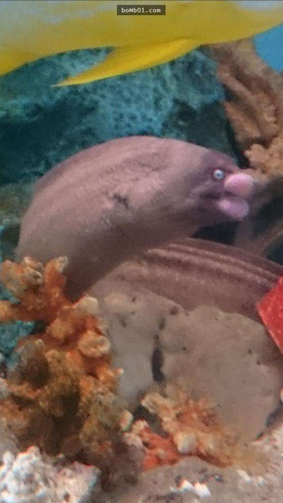 日本網友在水族館目擊有著「鱈魚子嘴唇」的神奇海鰻，牠超有戲的表情讓大家覺得根本是動畫人物啊！